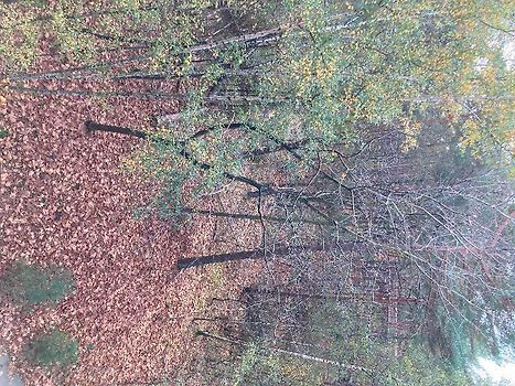 Fietsen door de bomen